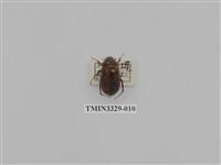 藏品(木生黑金龜)的圖片